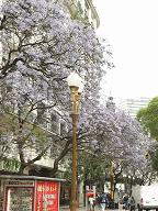 arbres mauves